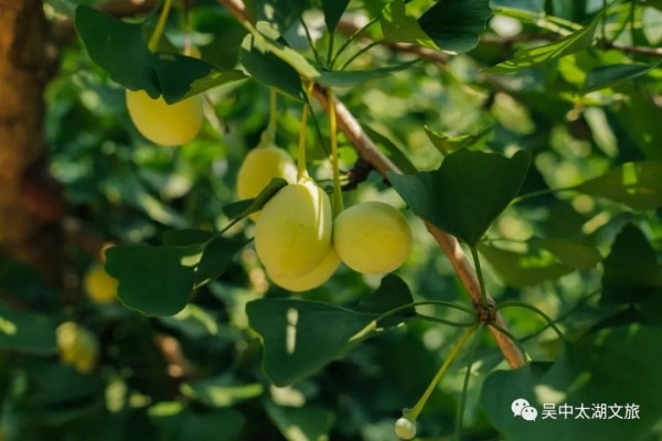 夏去秋来扒一扒苏州人最爱的“贴膘”美食(图7)